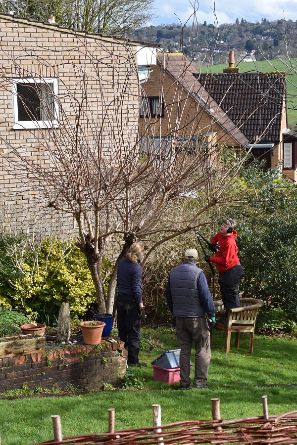 Smokebush pruning24